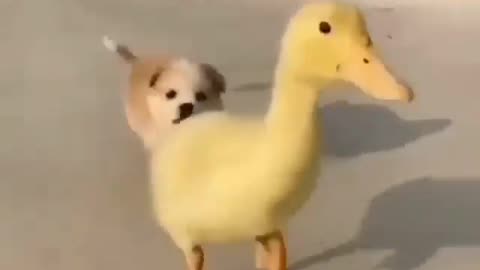 duck