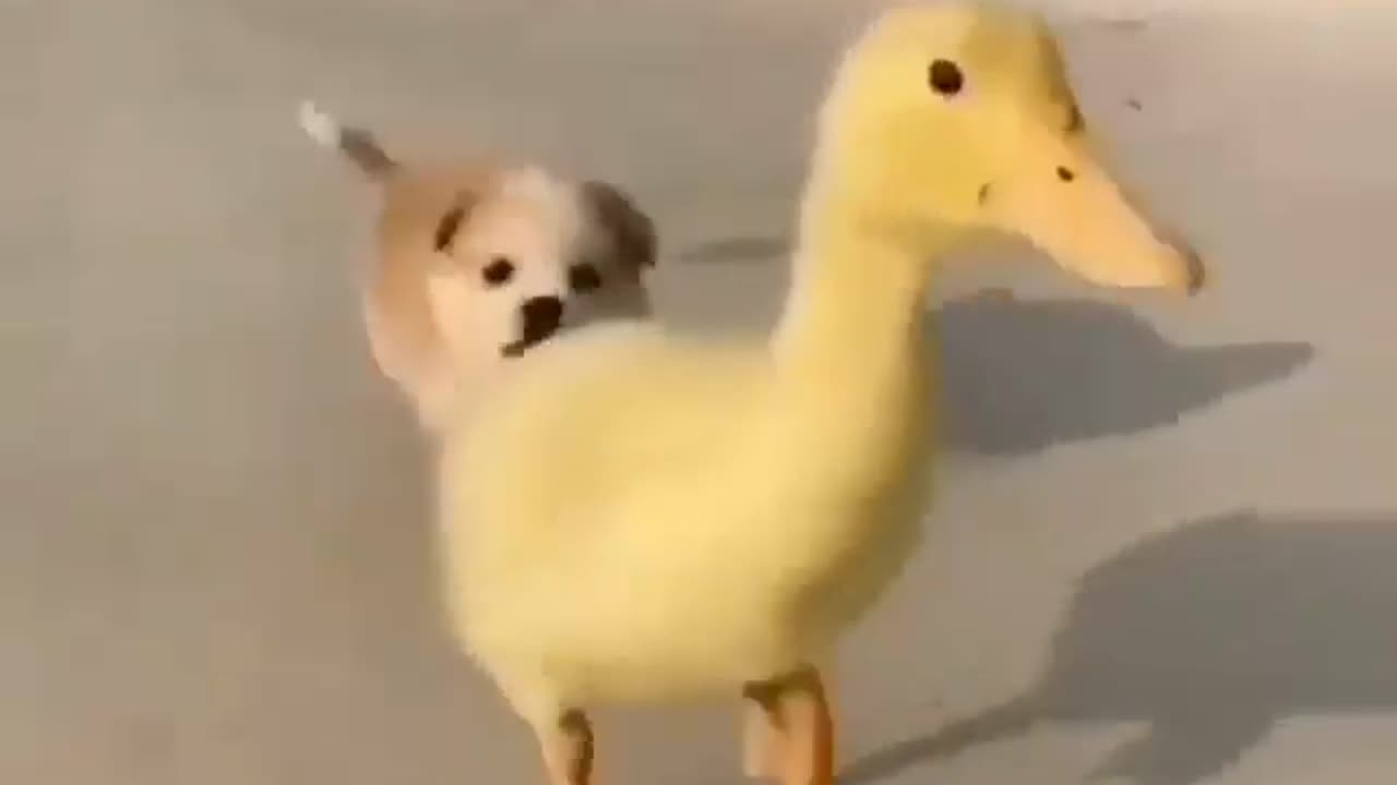 duck