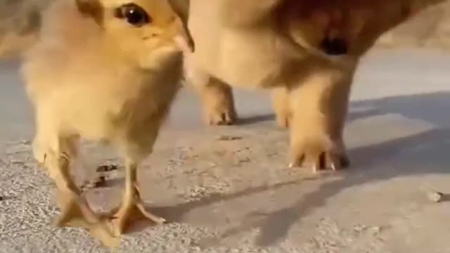 cute puppy playing with chicks , soo adorable