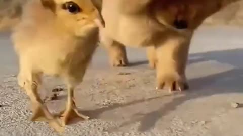 cute puppy playing with chicks , soo adorable