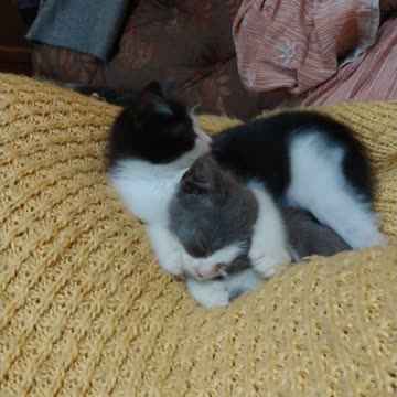 Rescue kitten brothers