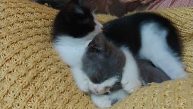 Rescue kitten brothers