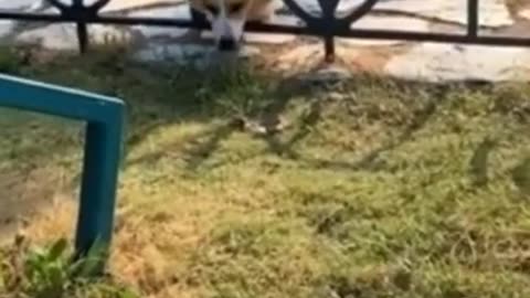 animal — cute dogs —funny animal videos—Funny video 😂 #video