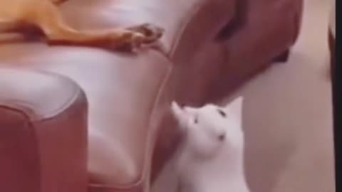 very naughty cat for fun