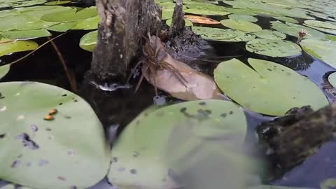 Water Spider