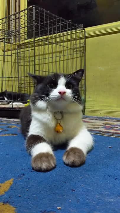 CAT Say “ I Love Me" ❤️ Me Me, No No You 😂