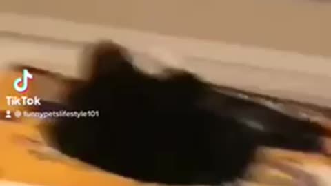 Never let your cat watch anime😹 funny cat video #shorts