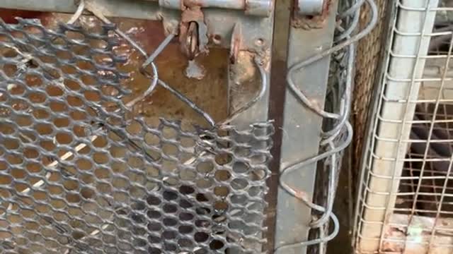 Clever otter knows how to unlock to escape