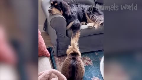 Funniest viral Dogs and Cats Videos