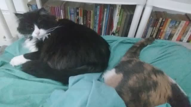 Echo, Emma, and Shanti Cuddling With Me When I Wake Up