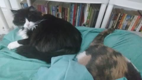 Echo, Emma, and Shanti Cuddling With Me When I Wake Up