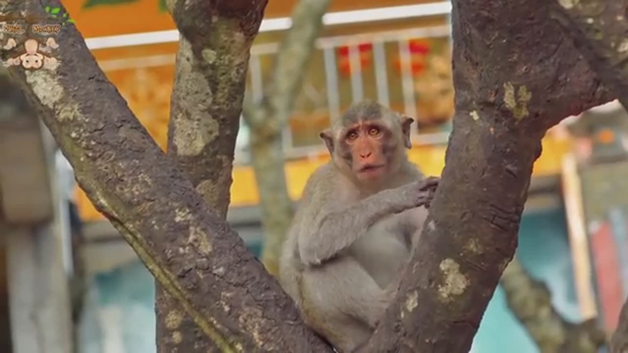 Funny animals monkey 🐒🐒 video