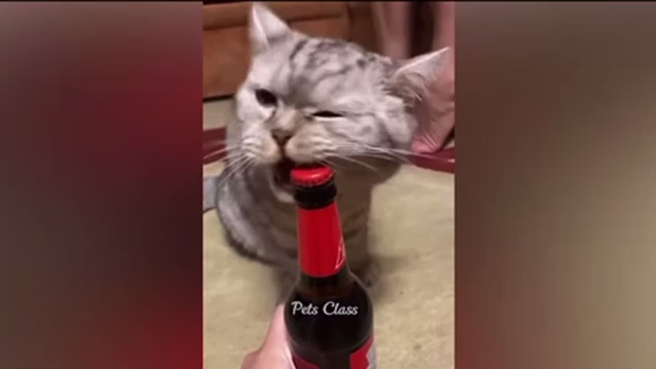 Funny pets | funny animals | funny dogs | funny pets | pet class