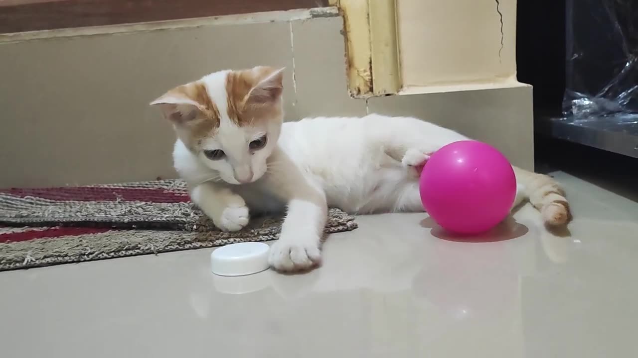 Kitten and the Bottle Cap