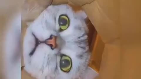 Funny Cats