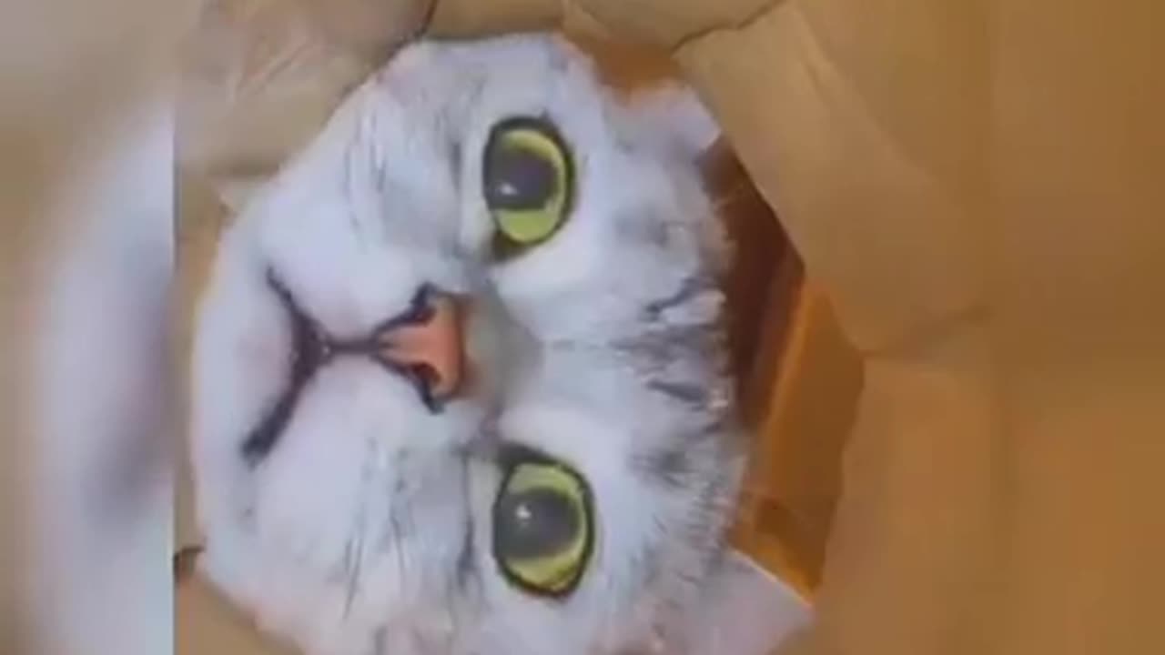 Funny Cats