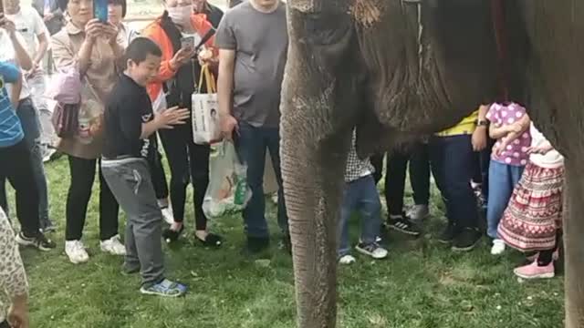 elephants