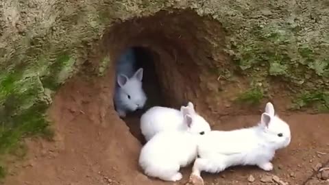 Conejos saliendo de la madriguera, crianza al aire libre. #bunny #conejo #rabbits #rabbit