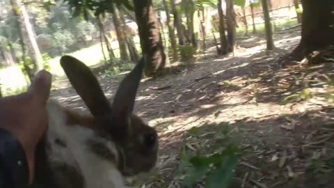 Warning ⚠️ ⛔️ Live Feeding Cats Kill Rabbits #cute #cat #bunny #short #livefeeding #blood #bengal 3