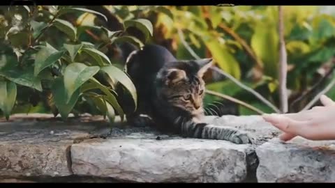 Funny video clips 2023 cats pets animals funny video 2023