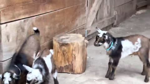 goat kids Playing jumping