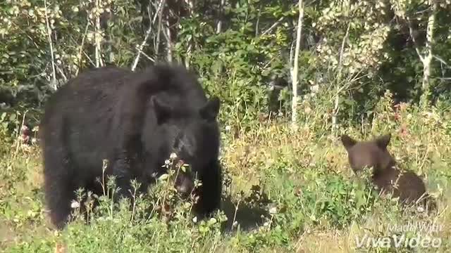 American black bear.