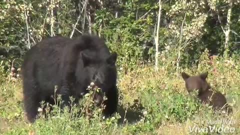 American black bear.