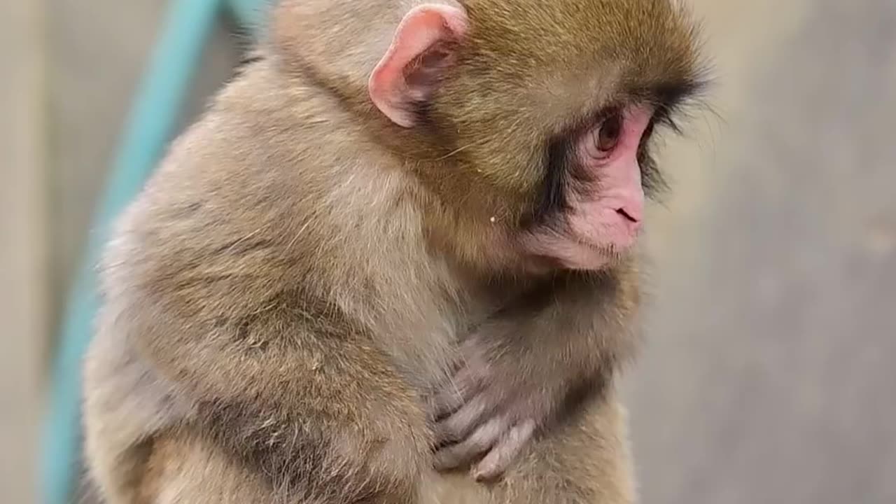 CUTE MONKEY PLAY