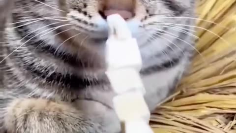 funny animals video