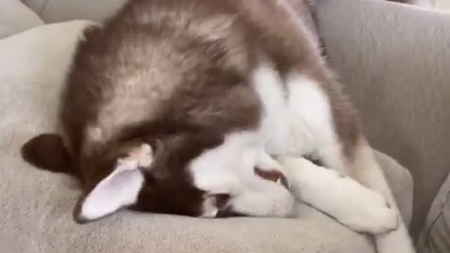 Huskies are dramatic