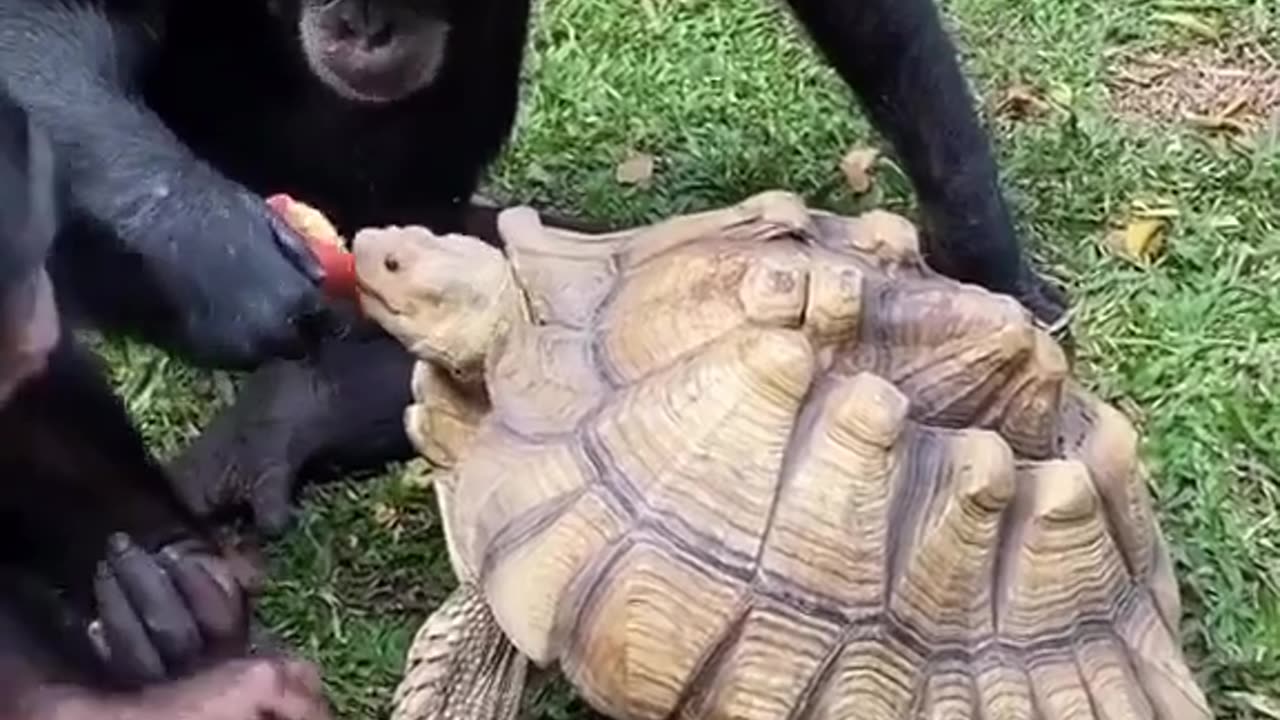 Animals 🦍 W or L 🤷♂️ #foryoupage #foryou #animal #lion