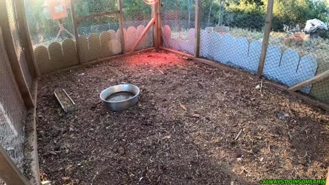 Baby chickens into bigger cage