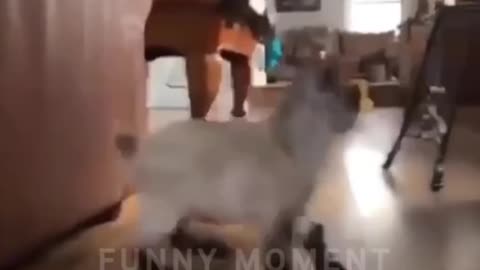 Funny Animals Top 50 Viral Videos Part 1, Funny Dogs Cats Pets And Animals Viral Videos