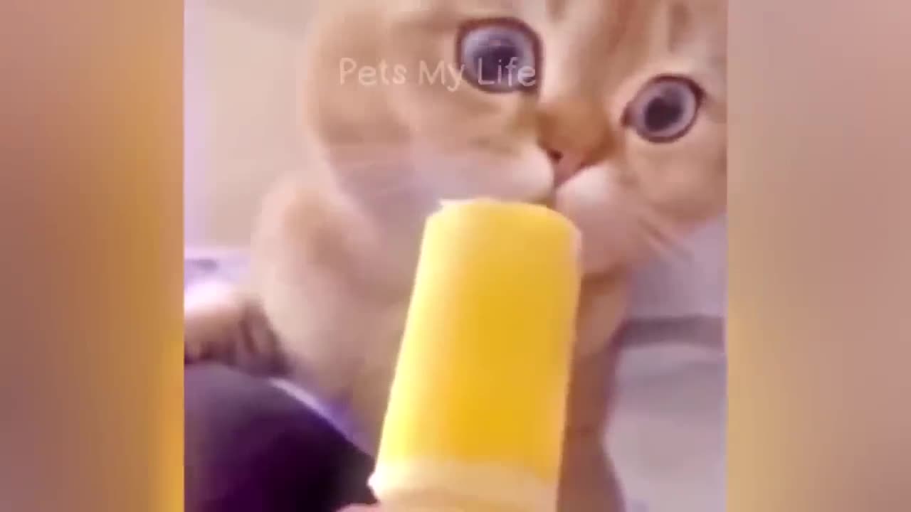New Funny Animals π Funniest Cats and Dogs Videos πΊπΆ