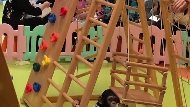 Adorable baby chimp