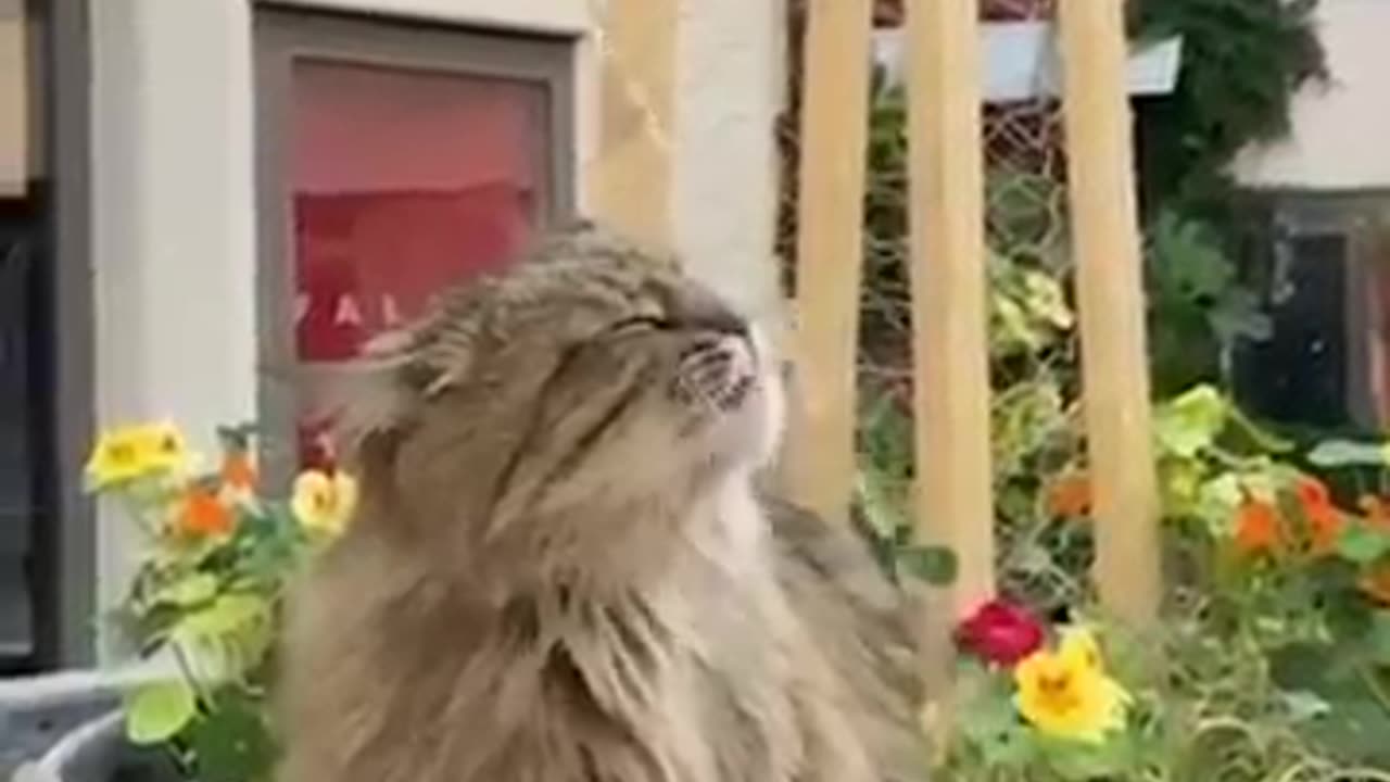 Cats Doing Cat Thing