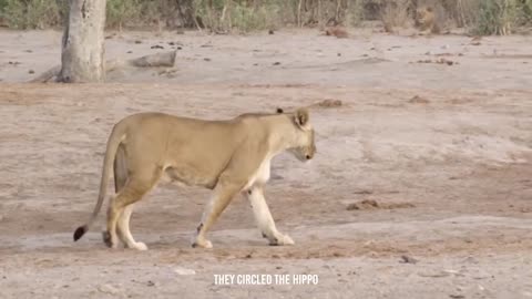 Angry Hippo Crushes Lion's Head And Show It Who's Boss