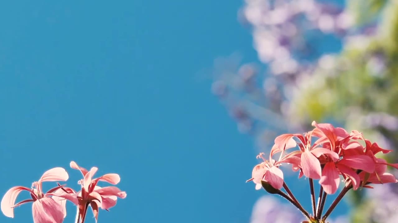 Small pink flowers .