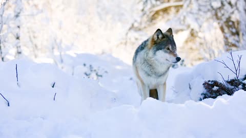 Snow and wolve