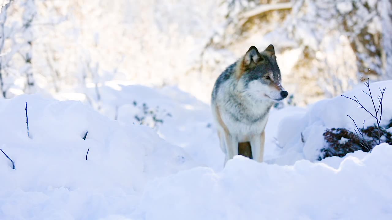 Snow and wolve