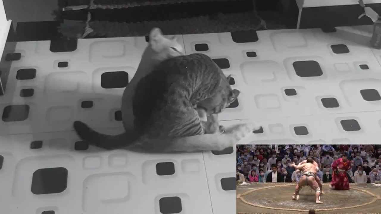 Sumo Grand Finale 2022 || Feline Champions|Japanese style| Angry Kittens| Winner of the day