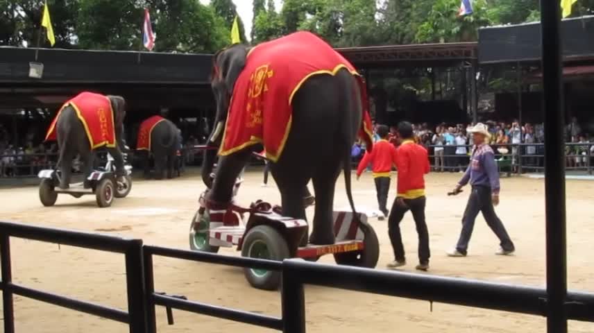 IOI 2011- The Elephant Show - Riding the Bicycle