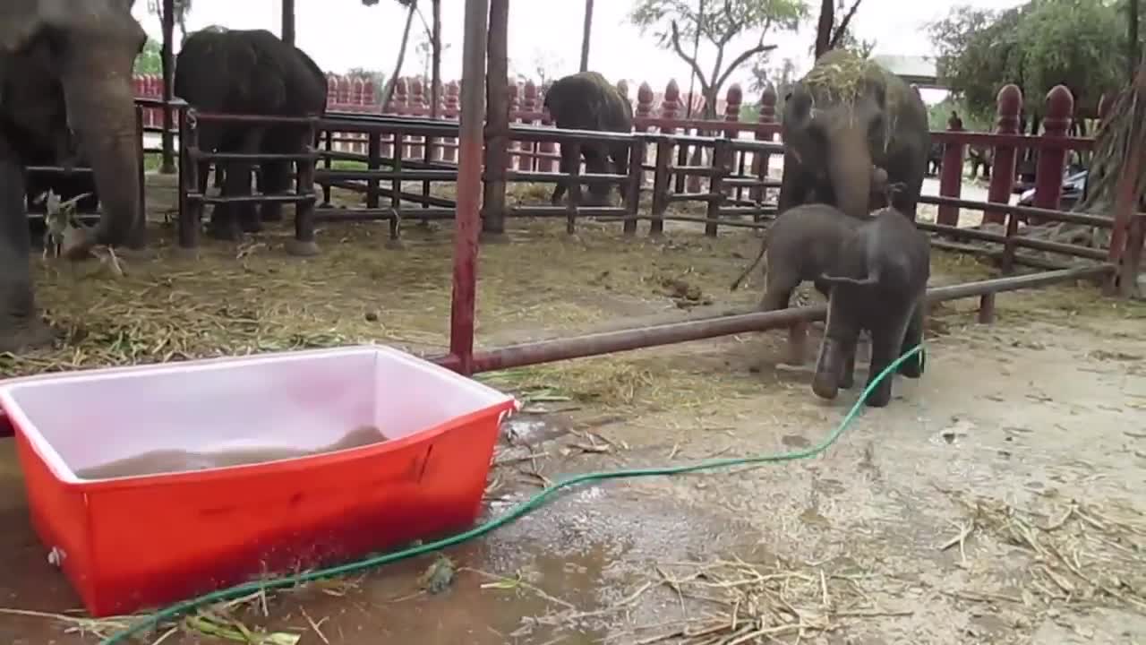 Baby Elephant Bathing _Double trouble_