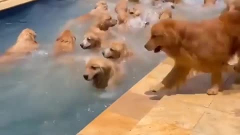 Dogs bathing in swimming pool