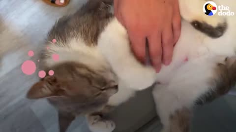 The DODO Cat Crazy