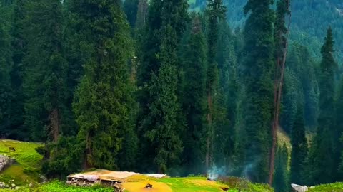 Beautiful scene. forest, mountain,