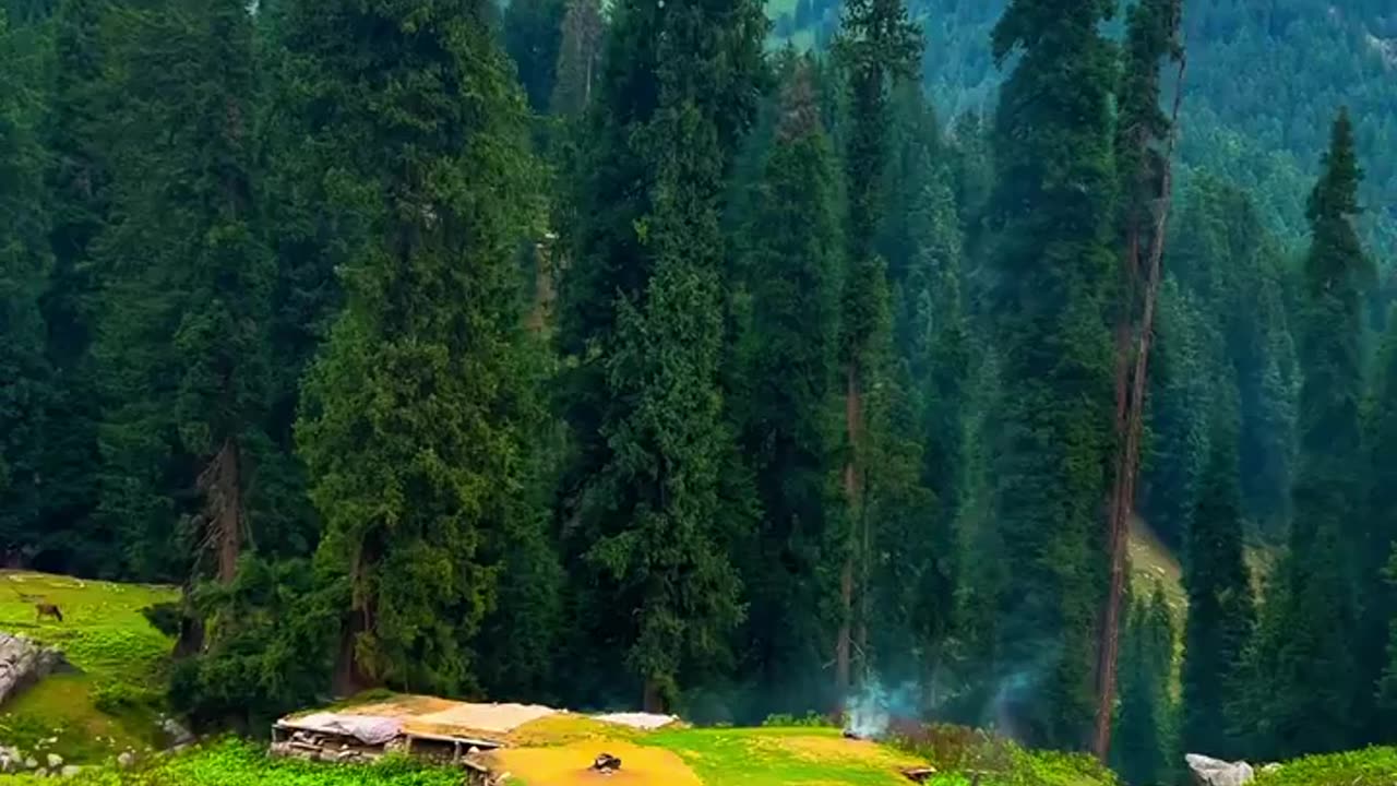 Beautiful scene. forest, mountain,