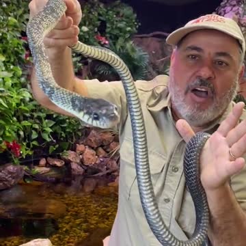 Holding a venomous snake! 🐍 😳