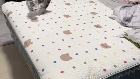 Cats Defy Gravity in the Most Failed Jumps!