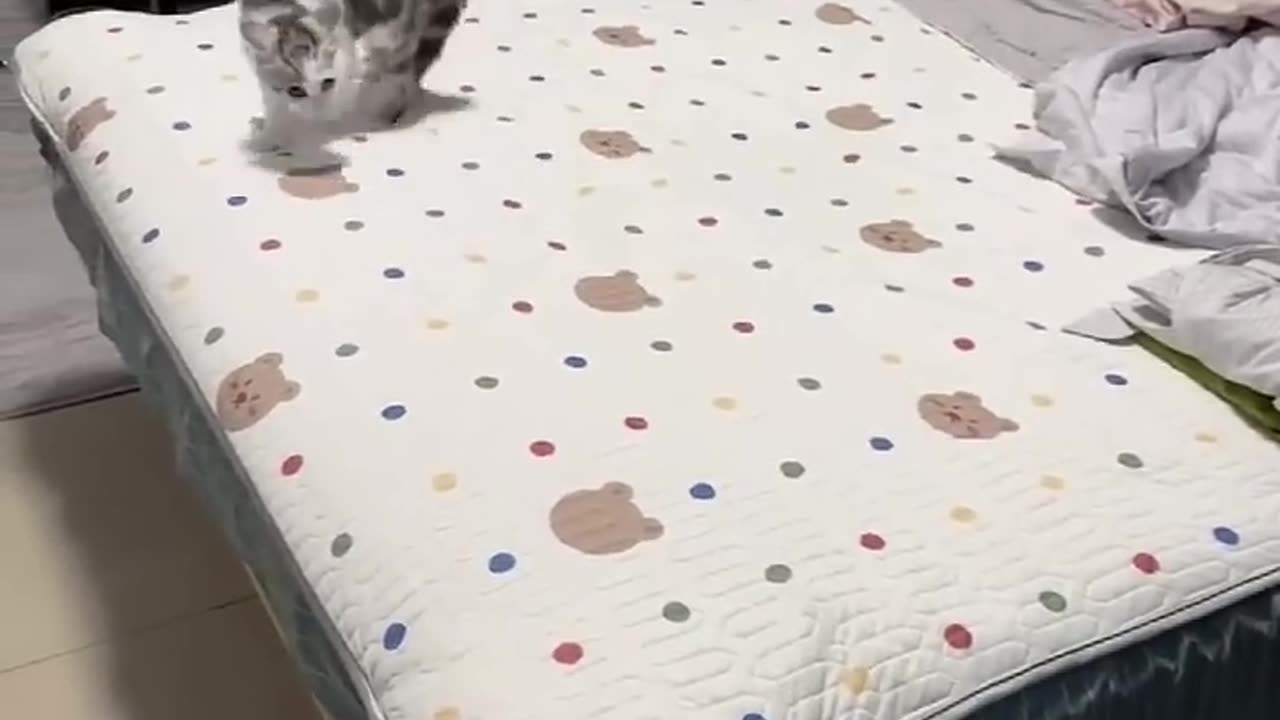 Cats Defy Gravity in the Most Failed Jumps!